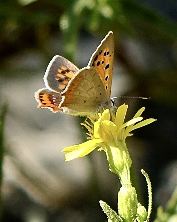 small copper